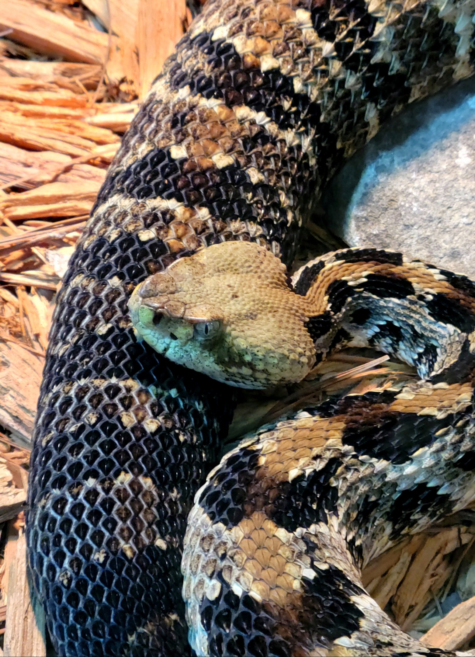 Timber Rattlesnake-Greenville Zoo