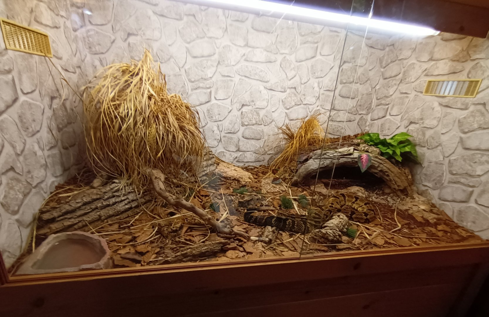 Timber Rattlesnake Habitat