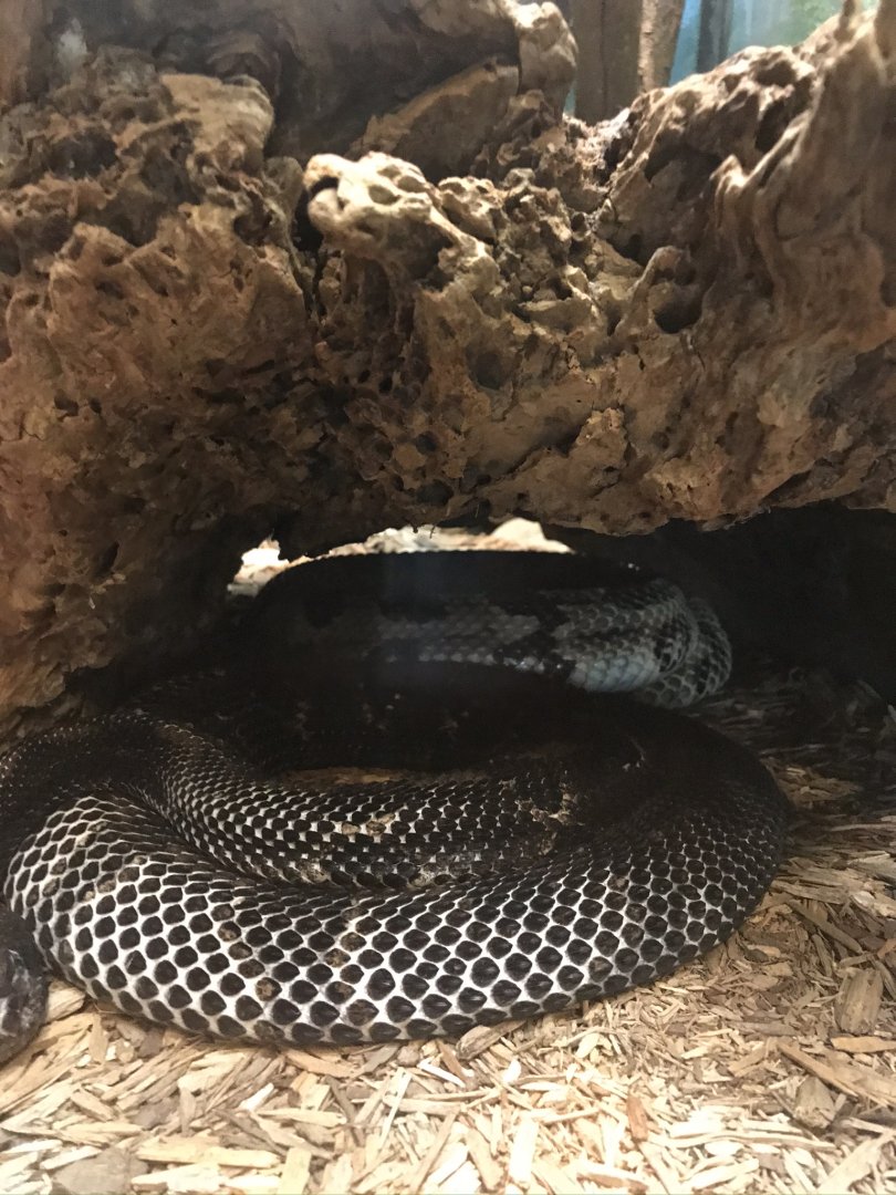 Timber rattlesnake- One of 3 species of venomous snakes in Pennsylvania