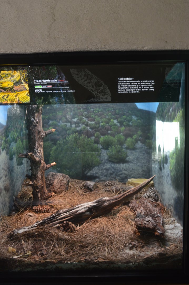 Timber Rattlesnake Terrarium