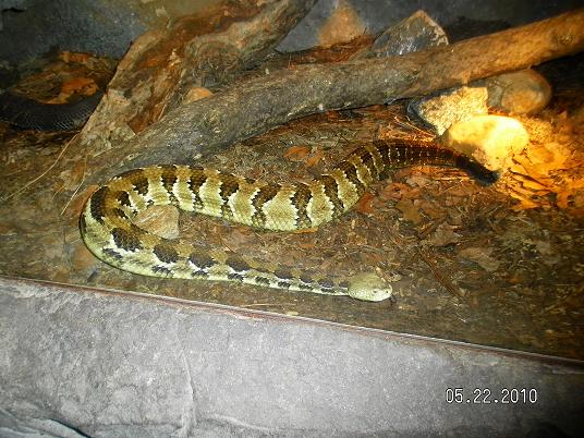 Timber Rattlesnake