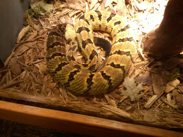 Timber Rattlesnake