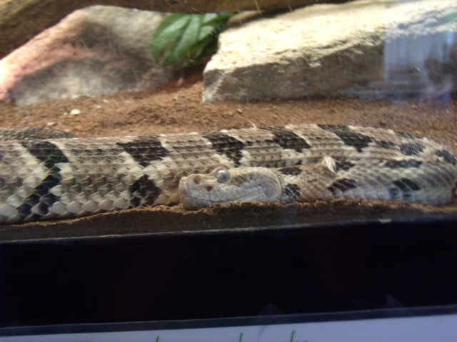 Timber Rattlesnake