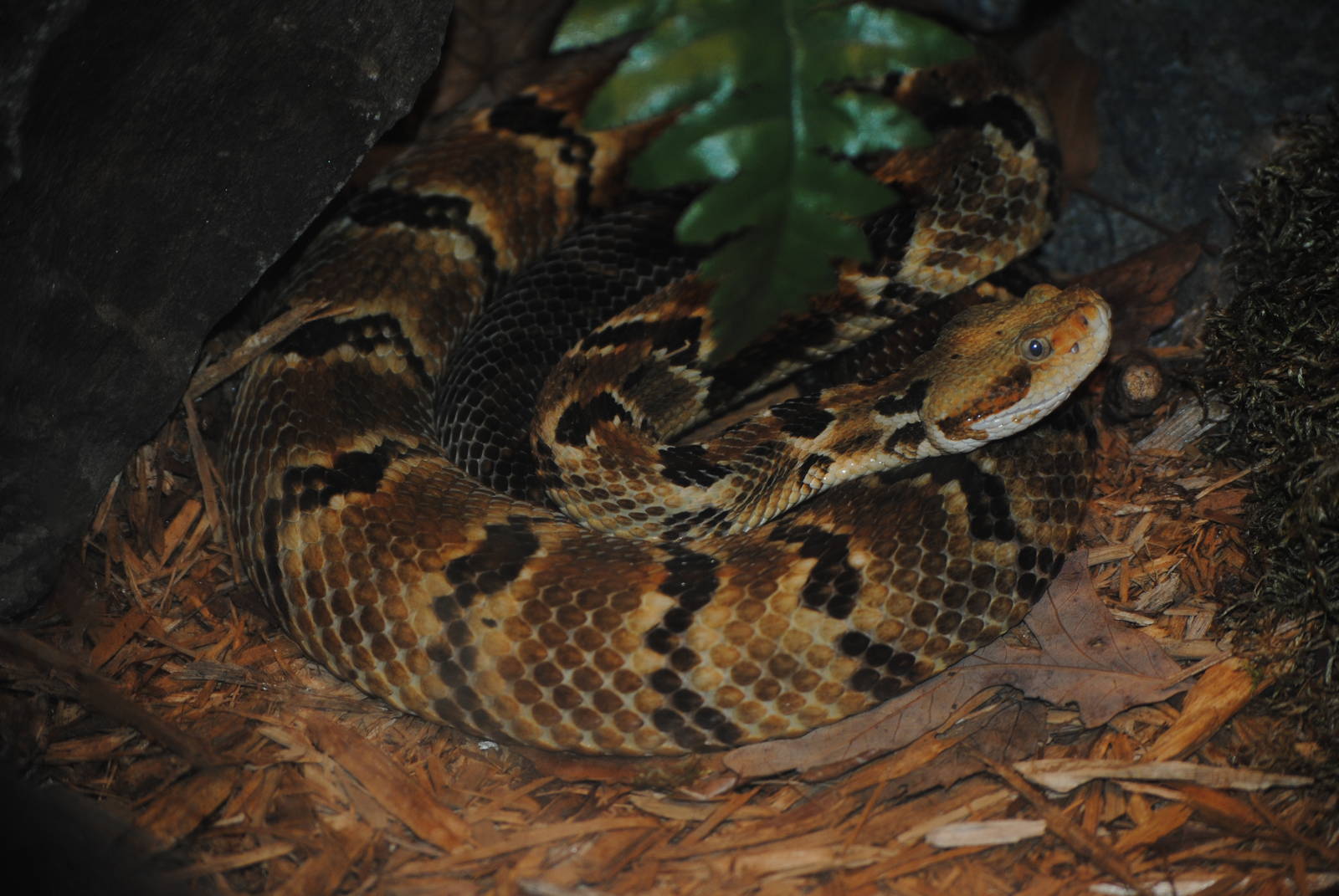 Timber Rattlesnake
