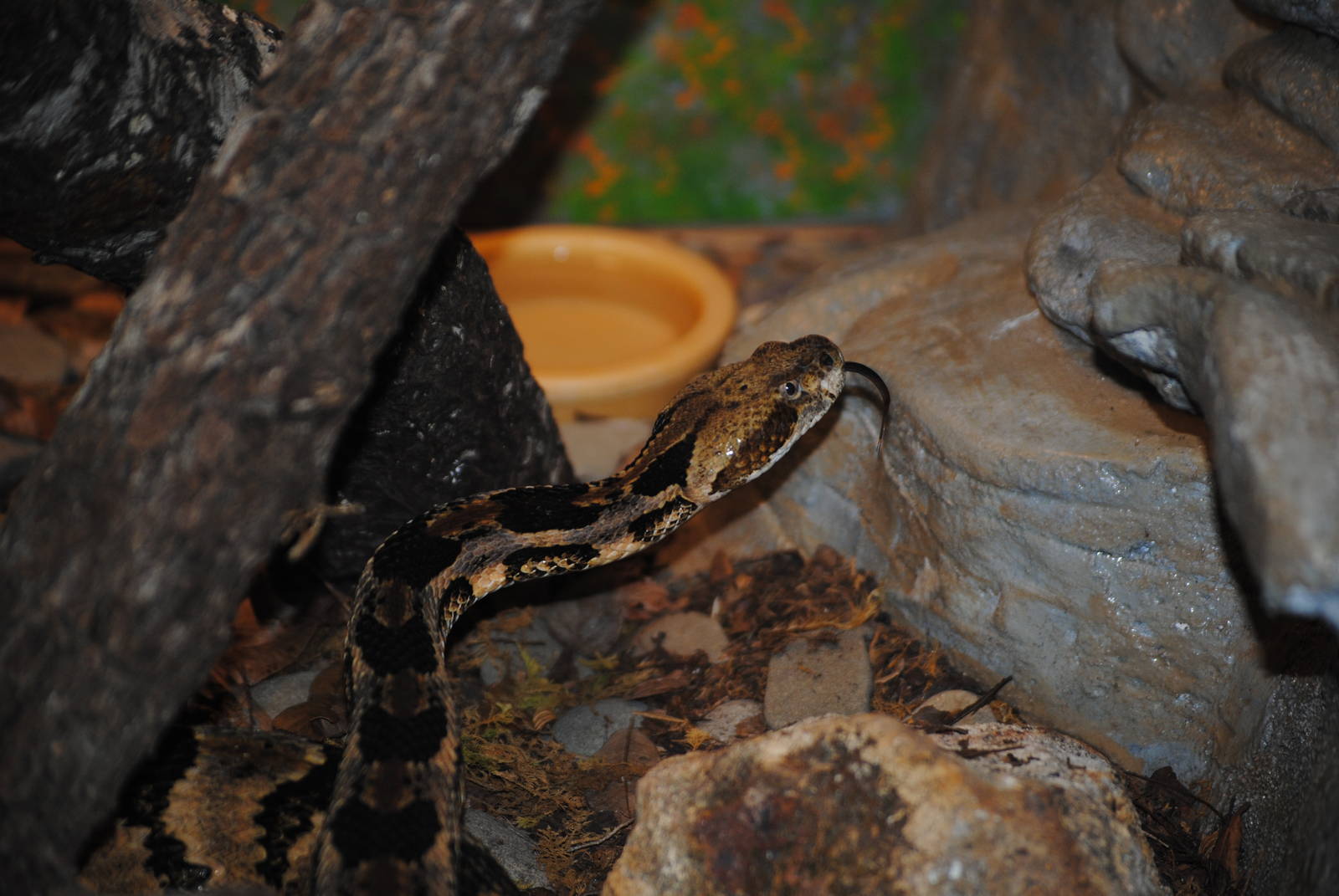 Timber Rattlesnake