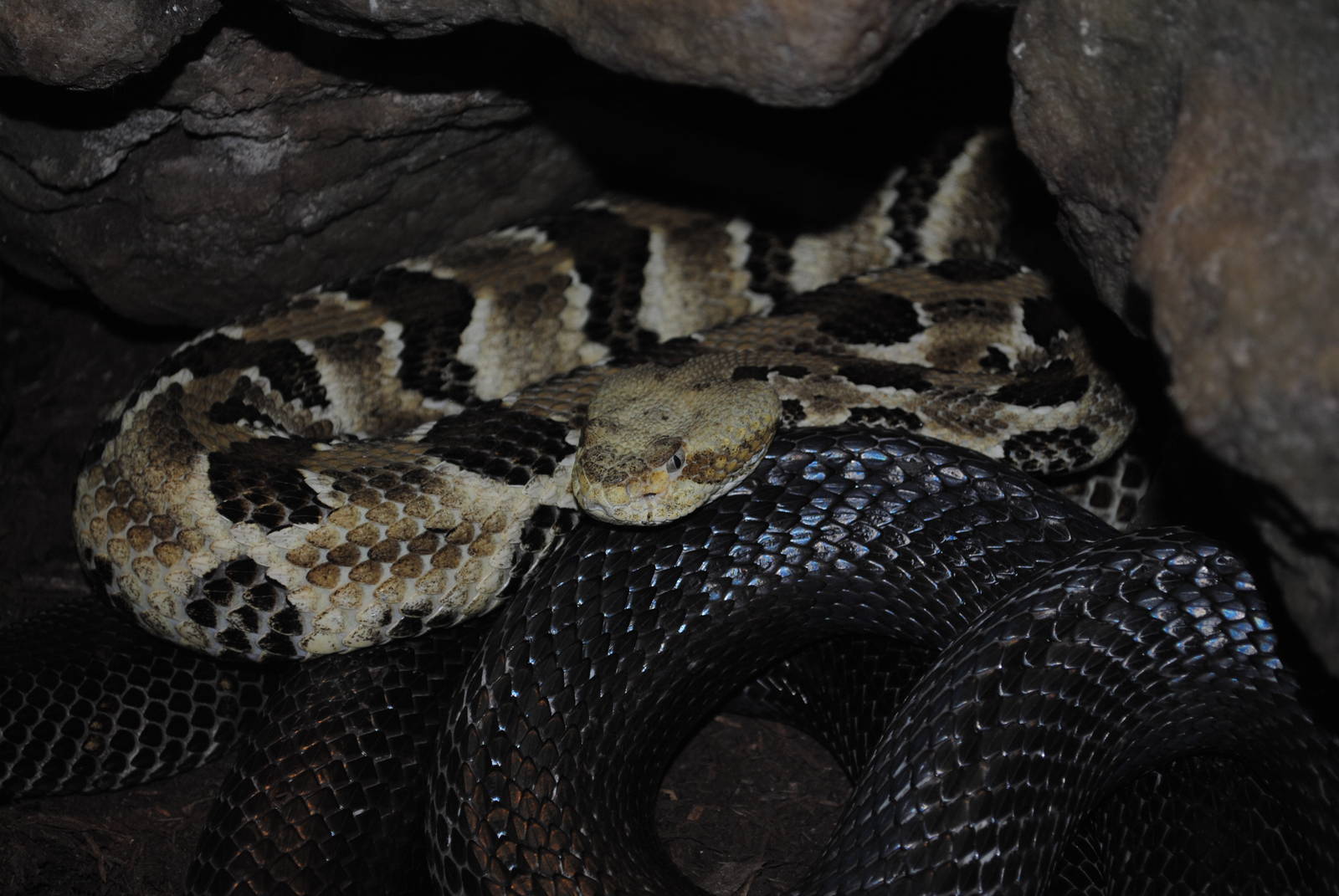 Timber Rattlesnake