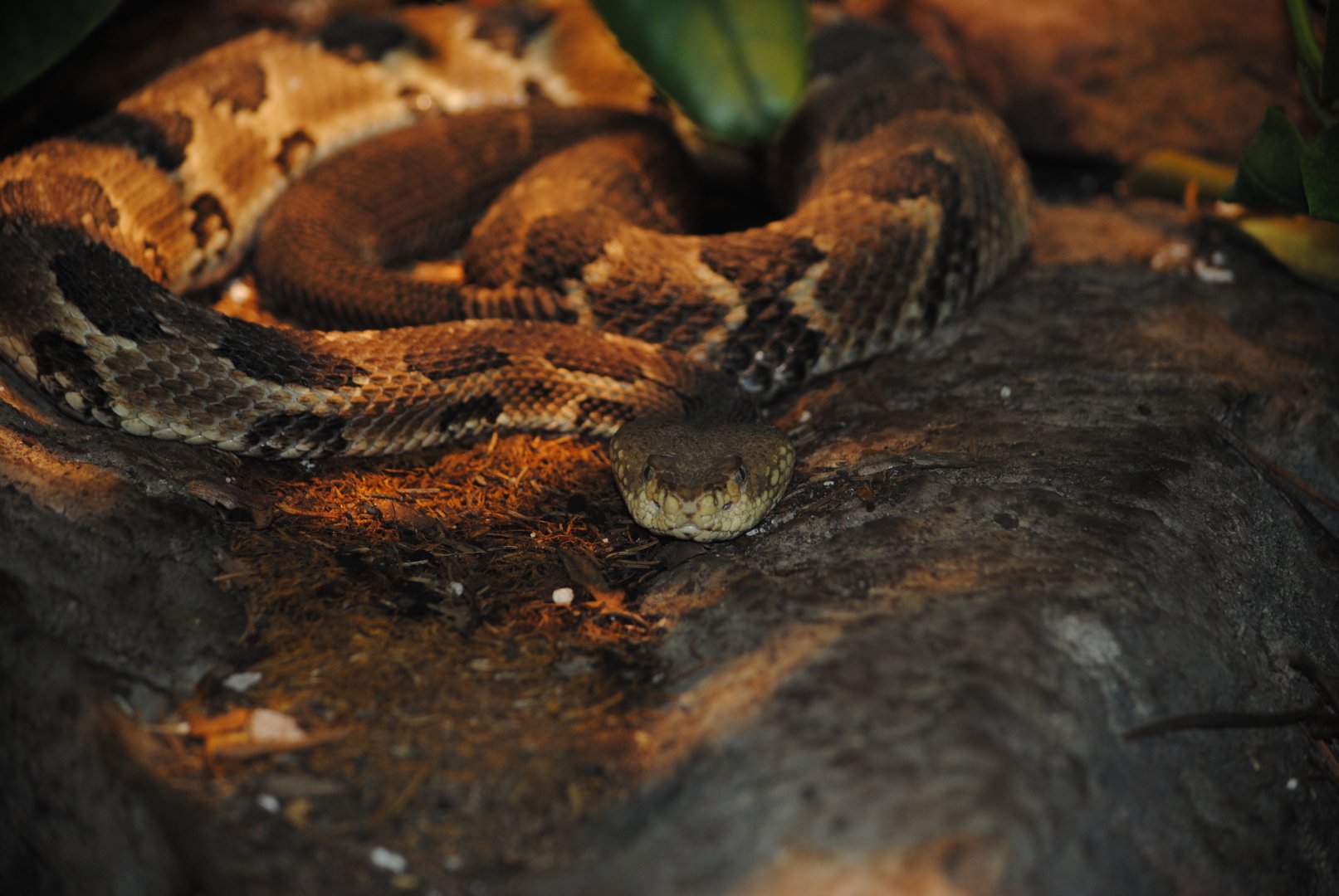 Timber Rattlesnake