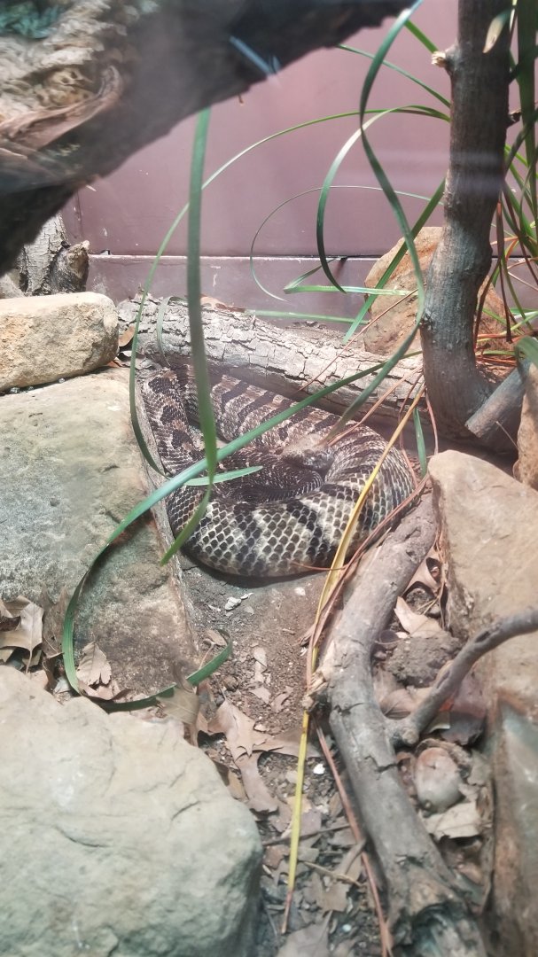 timber rattlesnake