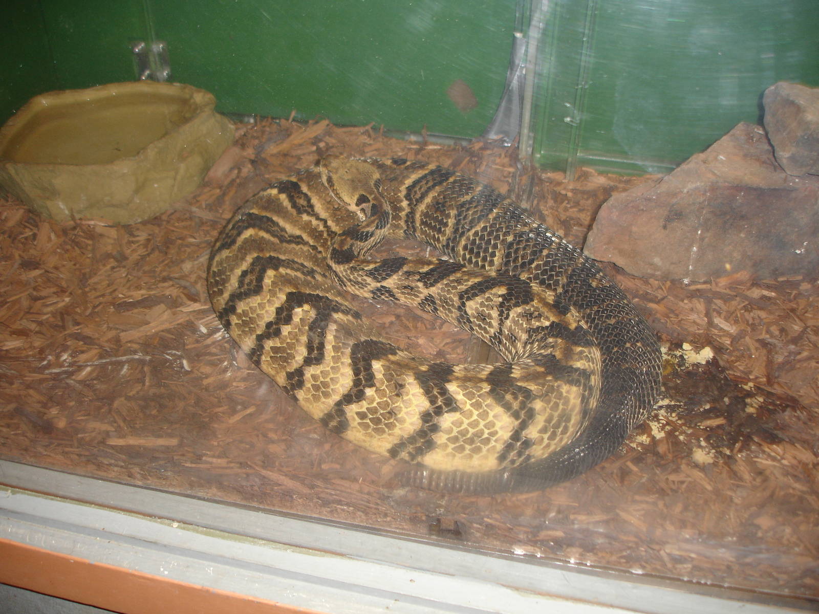 Timber Rattlesnake