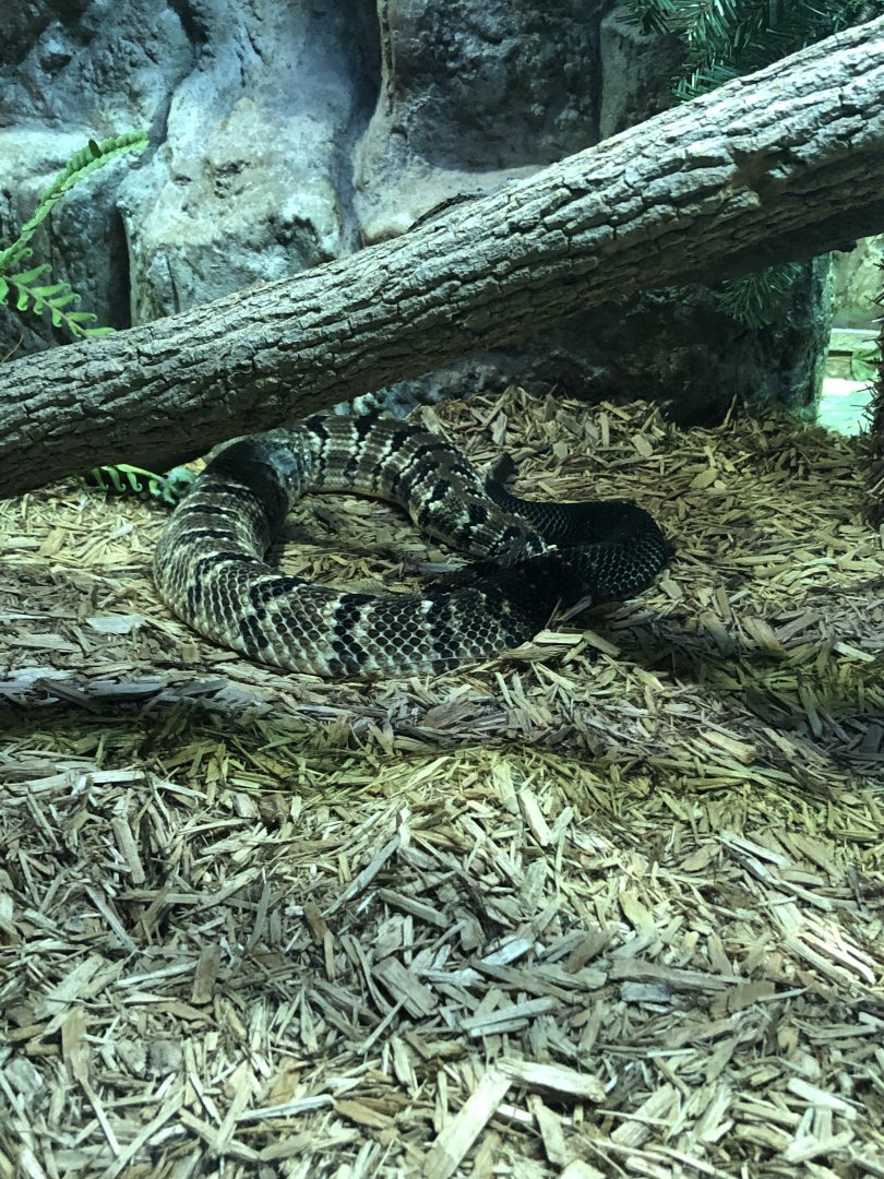 Timber Rattlesnake