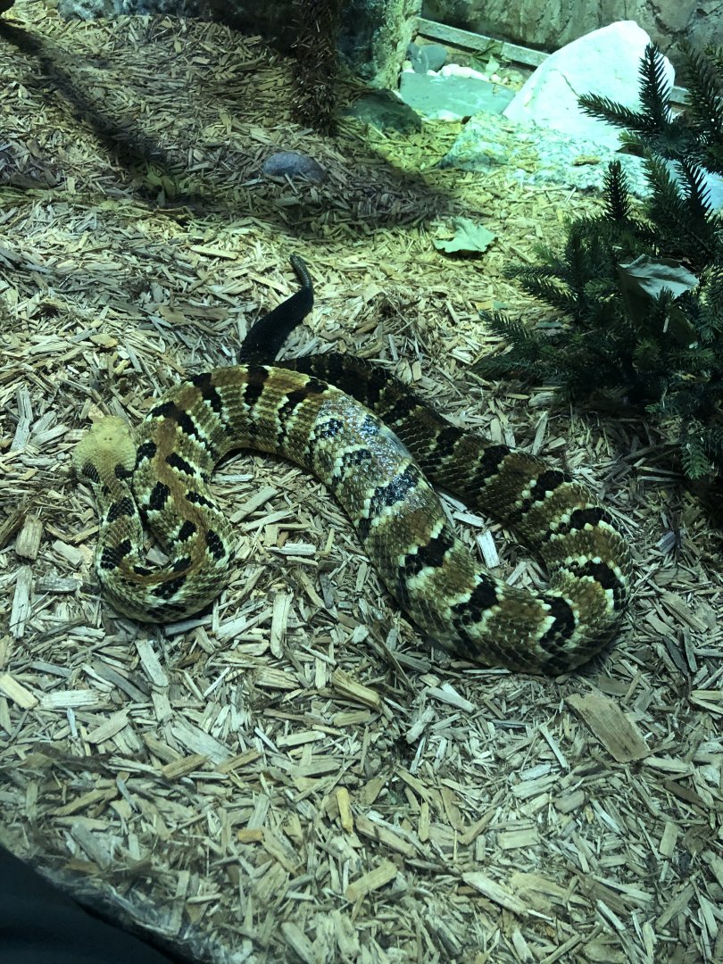 Timber Rattlesnake