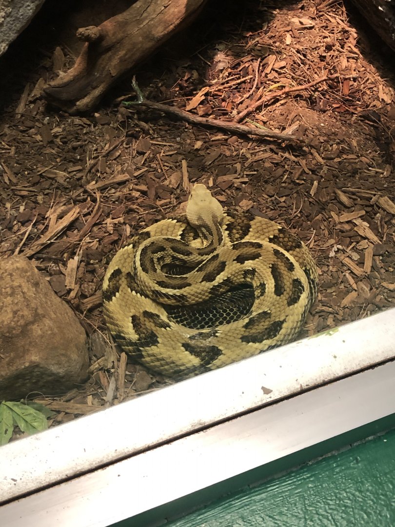 Timber Rattlesnake