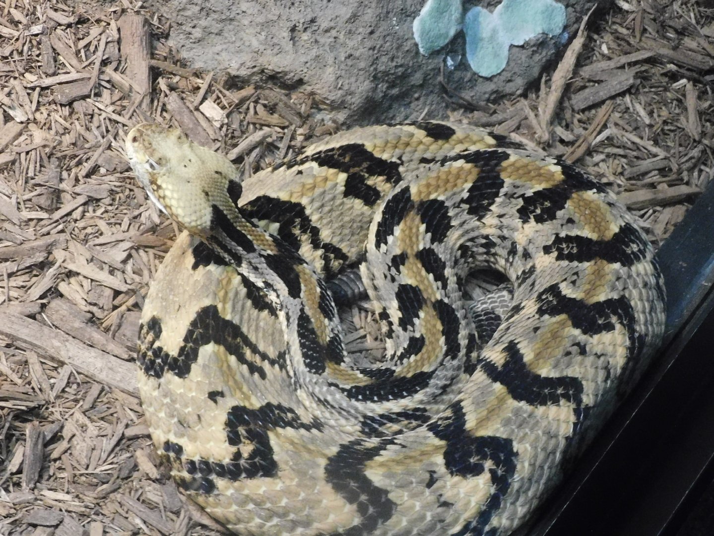 Timber rattlesnake