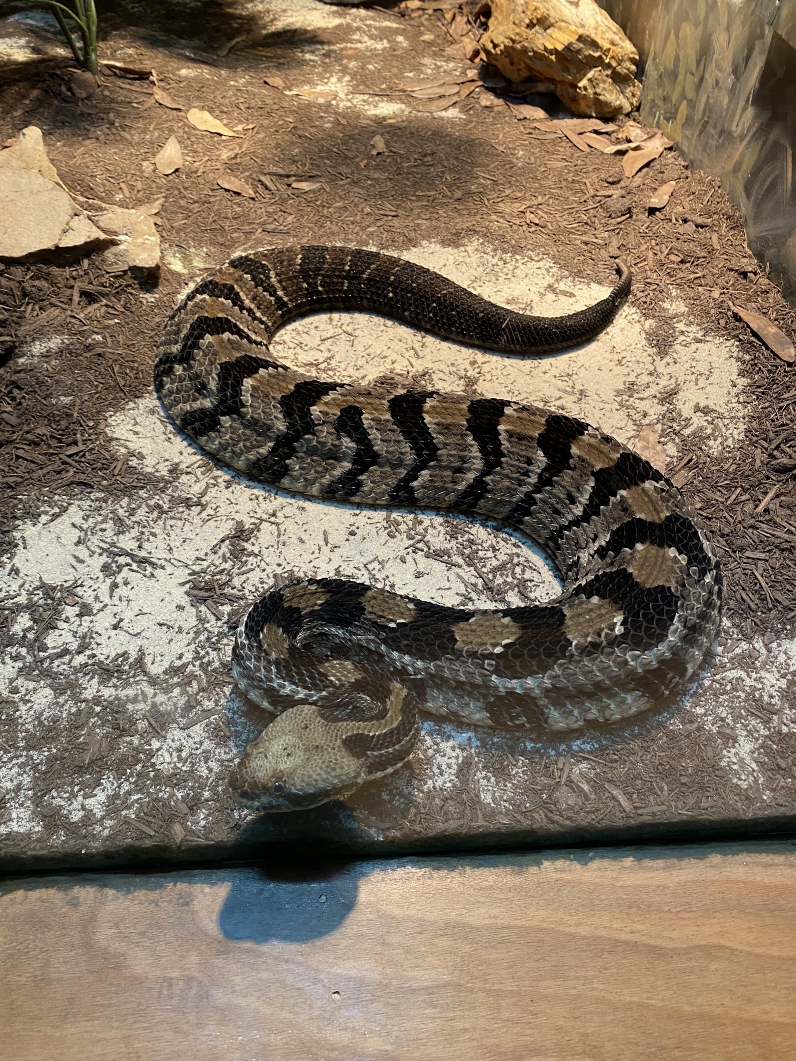 Timber Rattlesnake