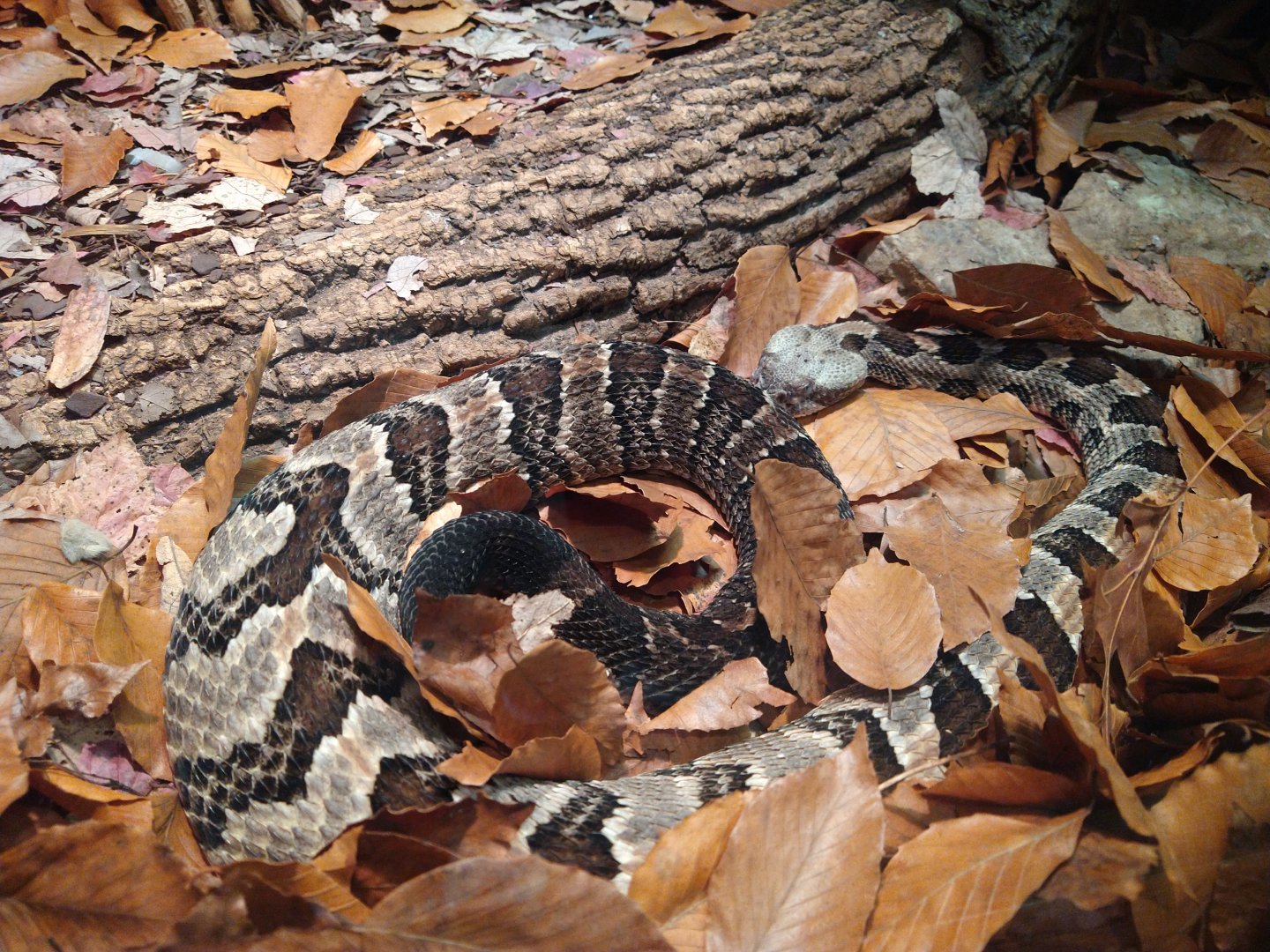 Timber rattlesnake?
