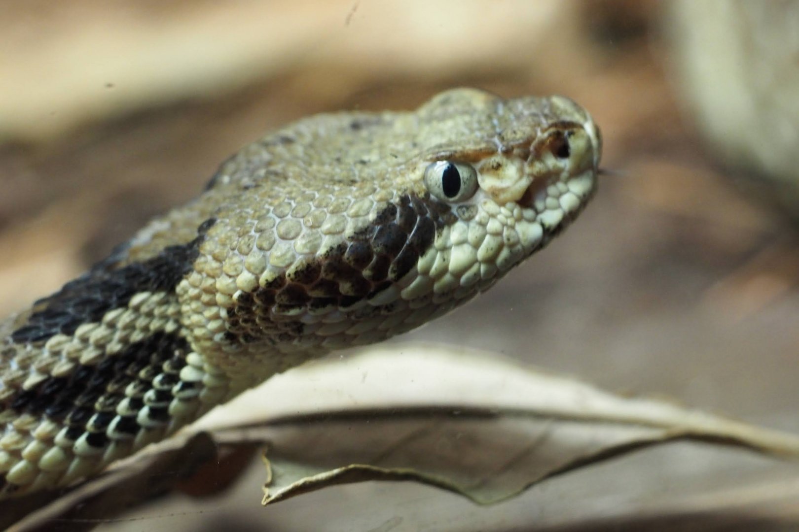 Timber rattlesnake