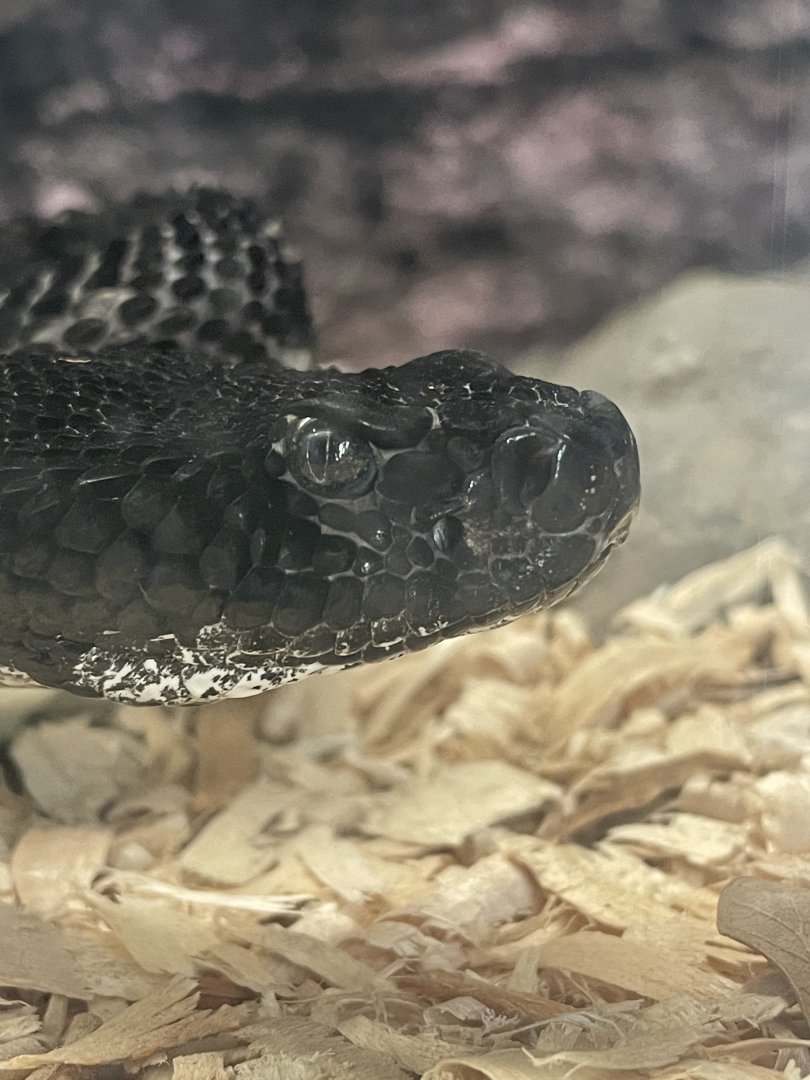 Timber Rattlesnake