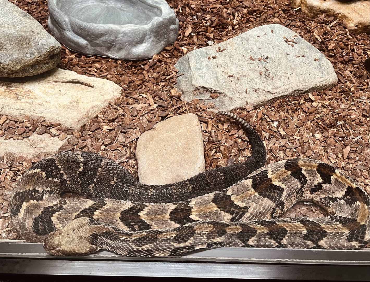 Timber Rattlesnake