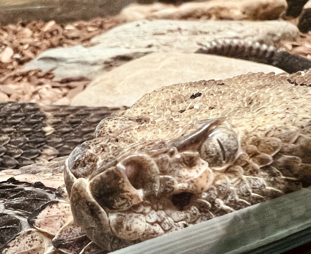 Timber Rattlesnake