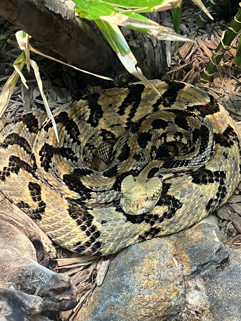 Timber rattlesnake