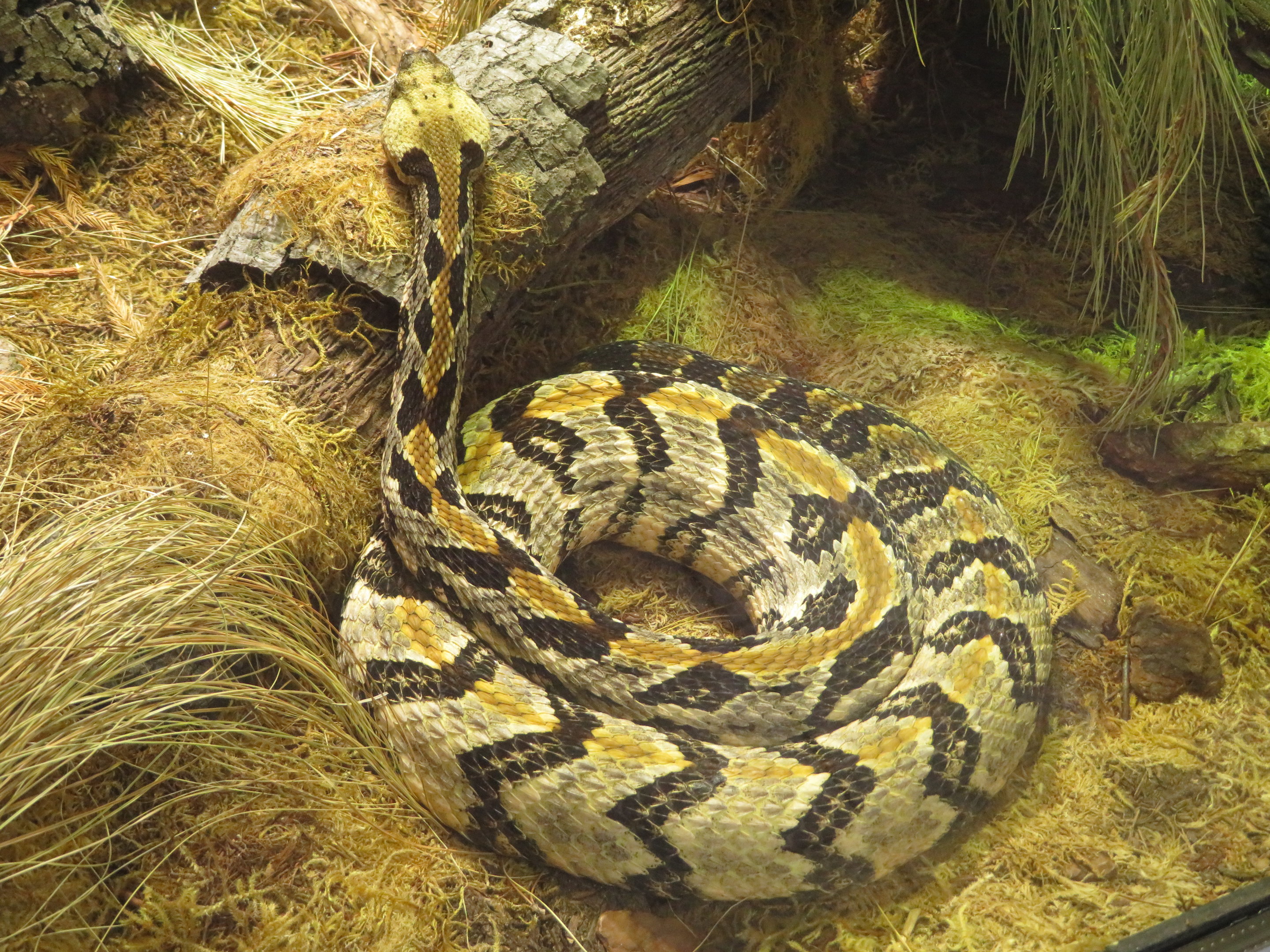 Timber Rattlesnake