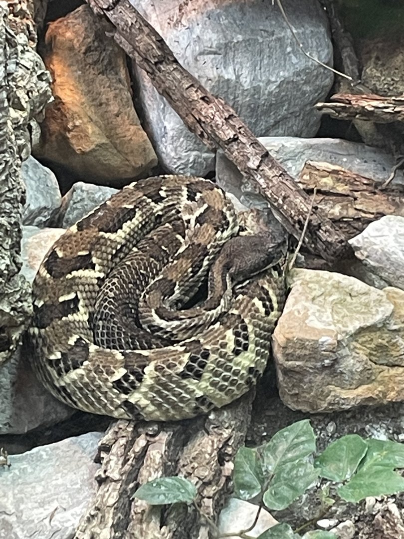 Timber Rattlesnake