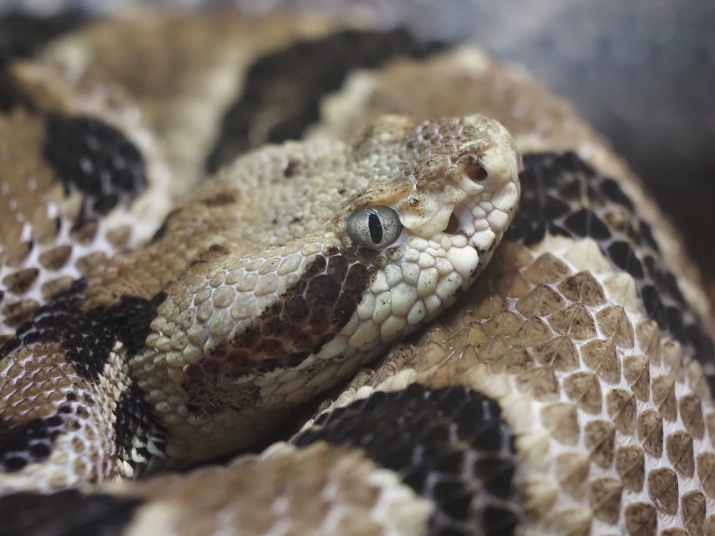 Timber Rattlesnake