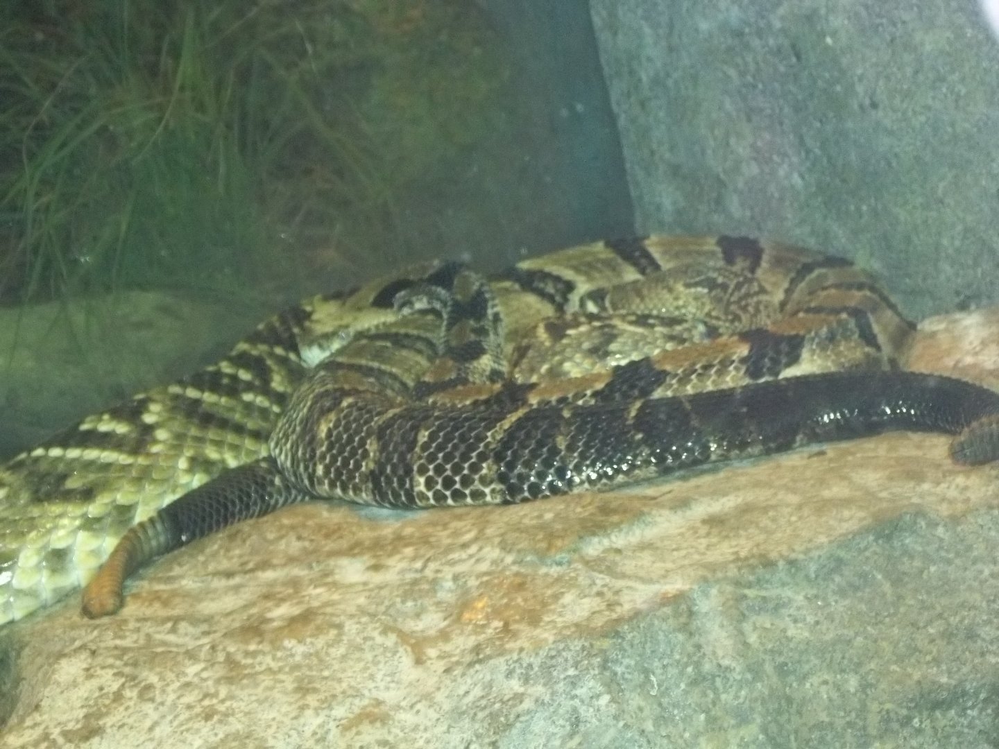 Timber Rattlesnake