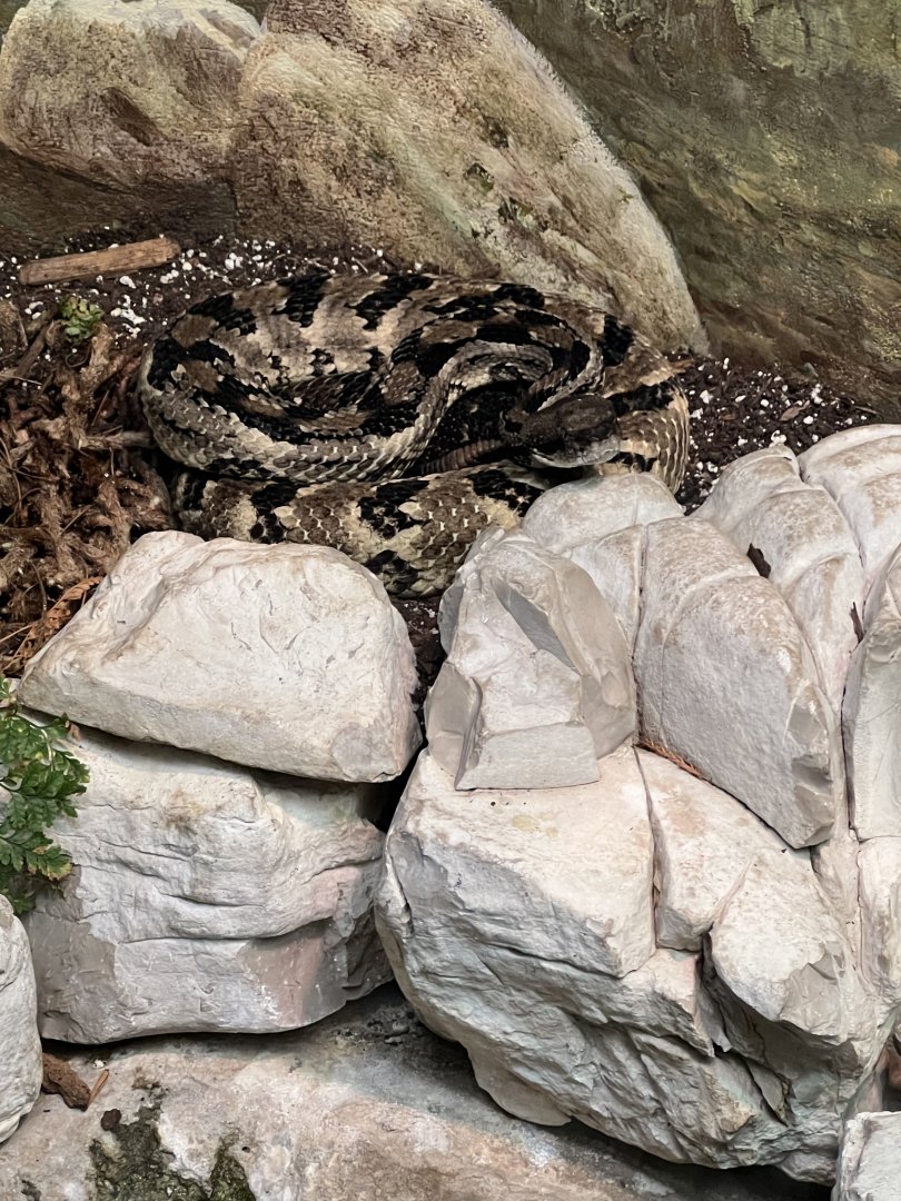 Timber Rattlesnake