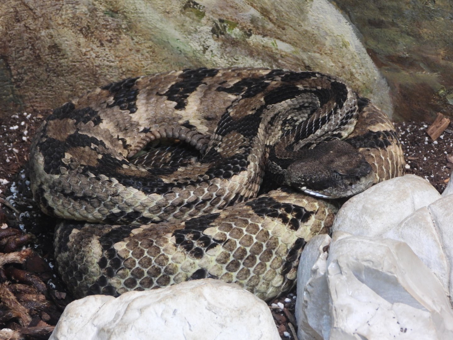 Timber rattlesnake