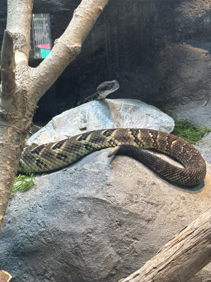 Timber Rattlesnake