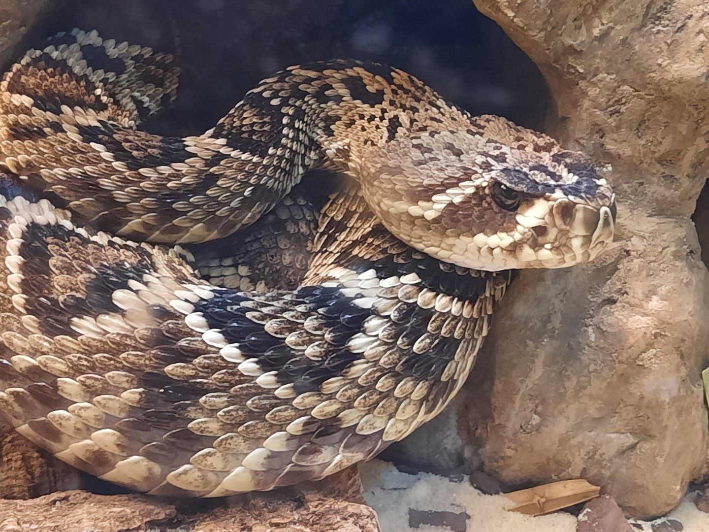 Timber Rattlesnake