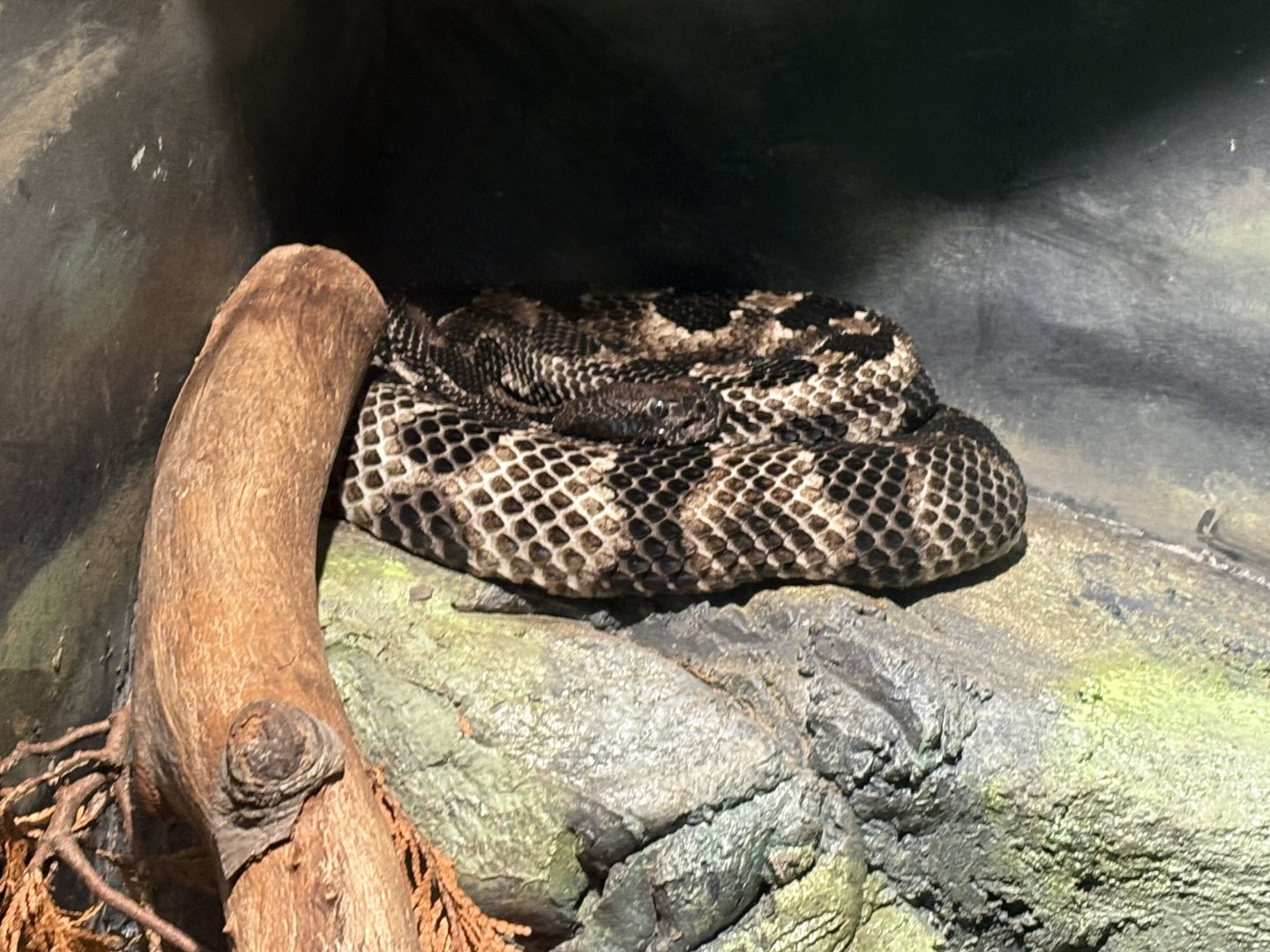 Timber Rattlesnake