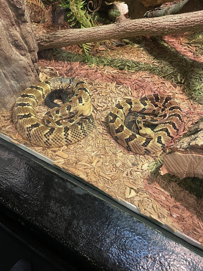 Timber Rattlesnakes (5/23/22)