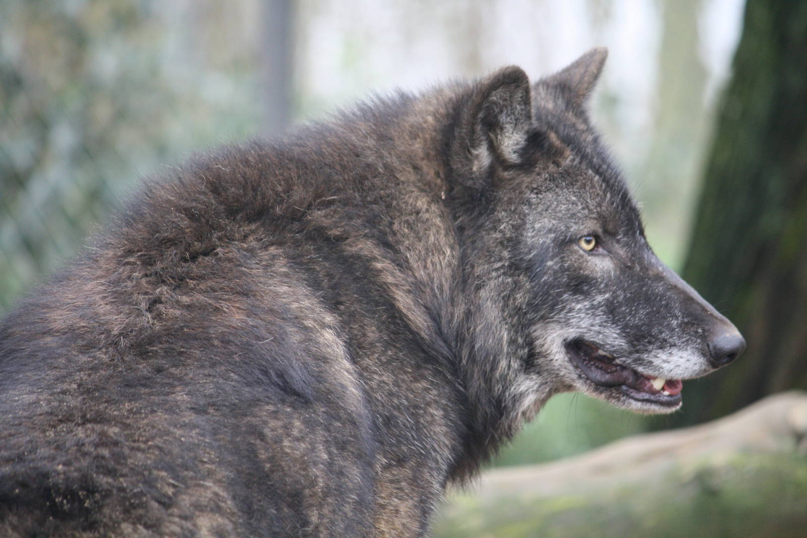 Timber wolf 24 Jan 2010