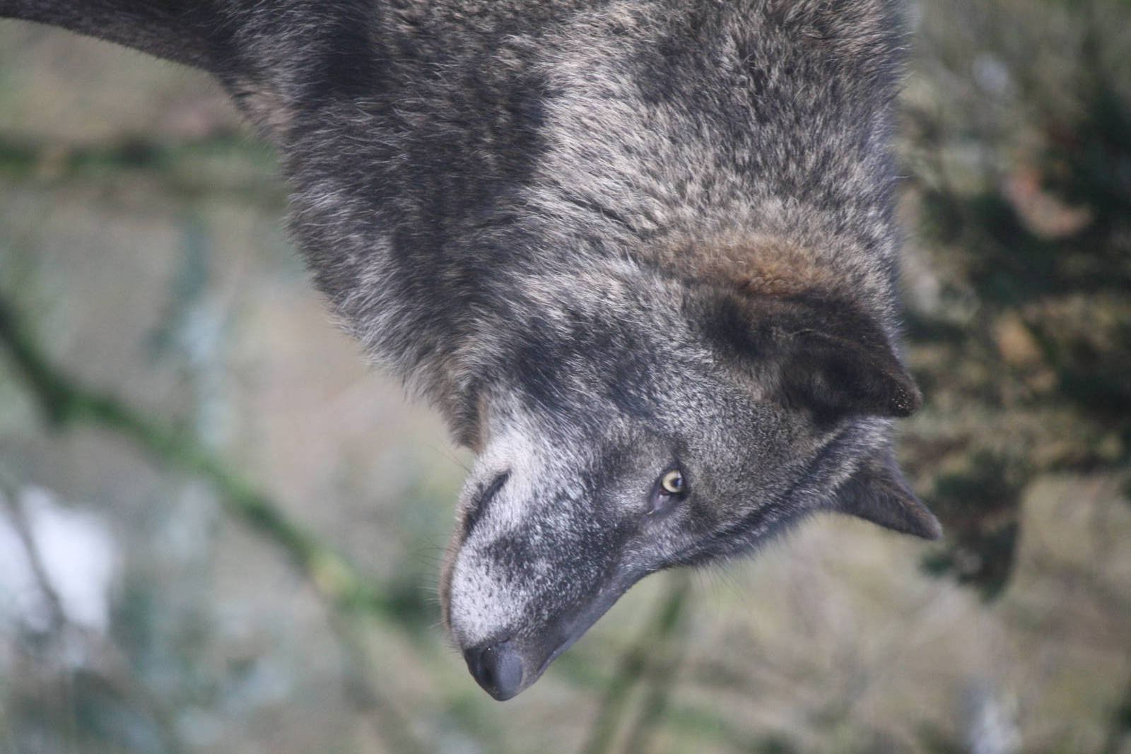 Timber wolf 24 Jan 2010