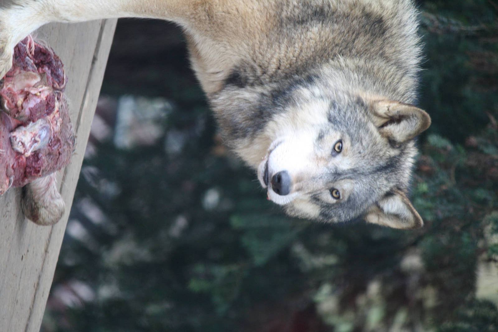 Timber wolf 24 Jan 2010