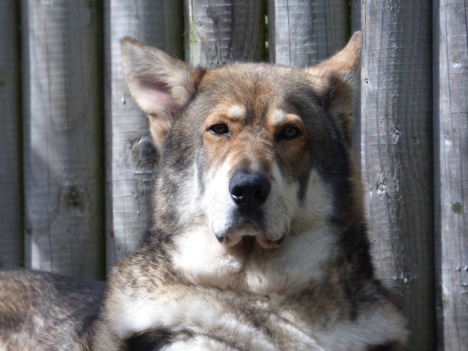 Timber Wolf and German Shepard Hybrid 'Saxon'
