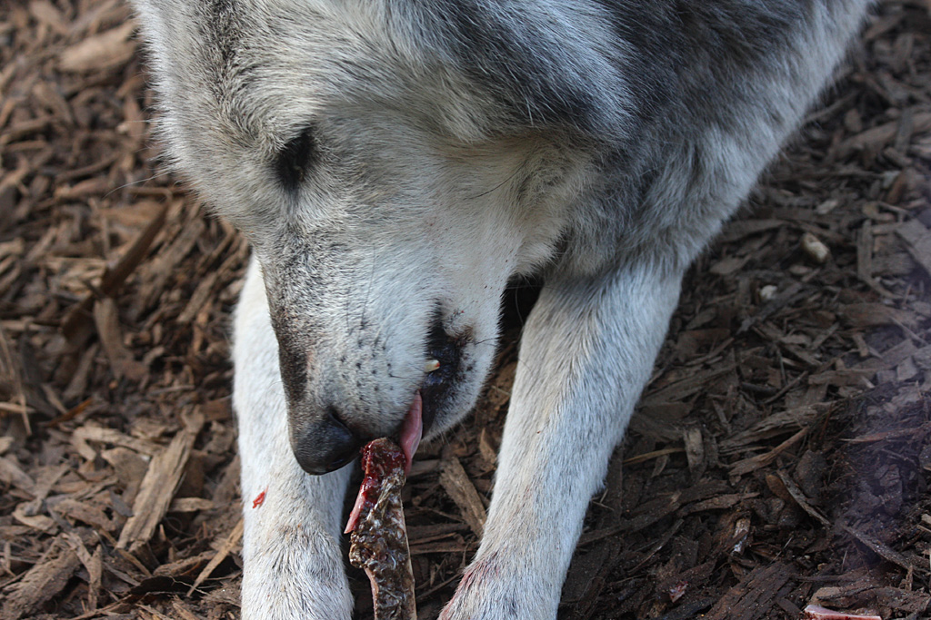 Timber Wolf at Colchester 21/10/08