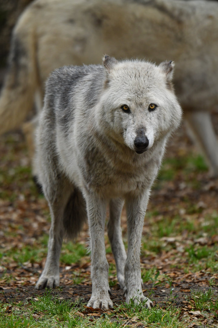 Timber wolf (Canis lupus)