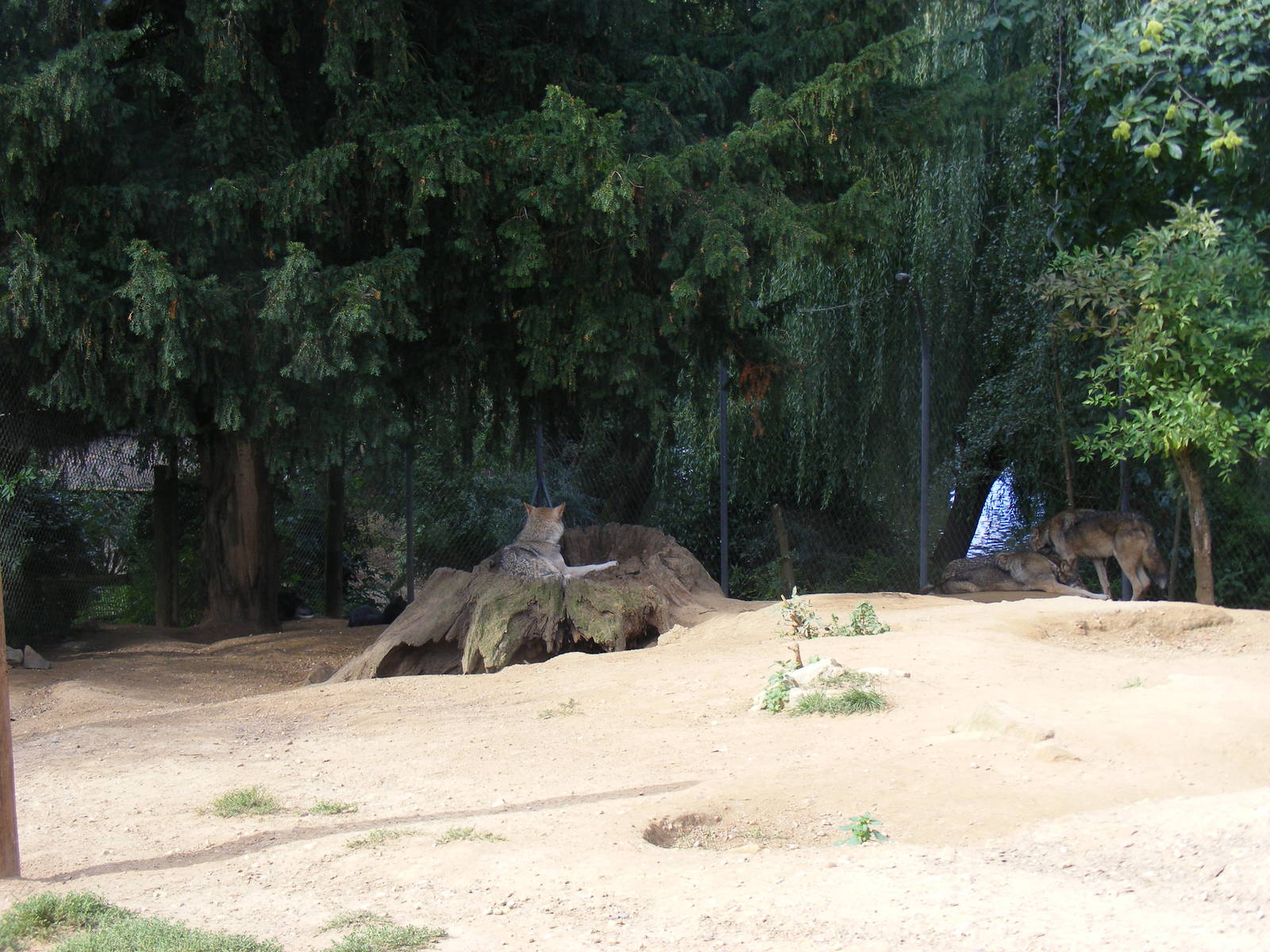 Timber wolf enclosure at Colchester Zoo, 17 September 2010
