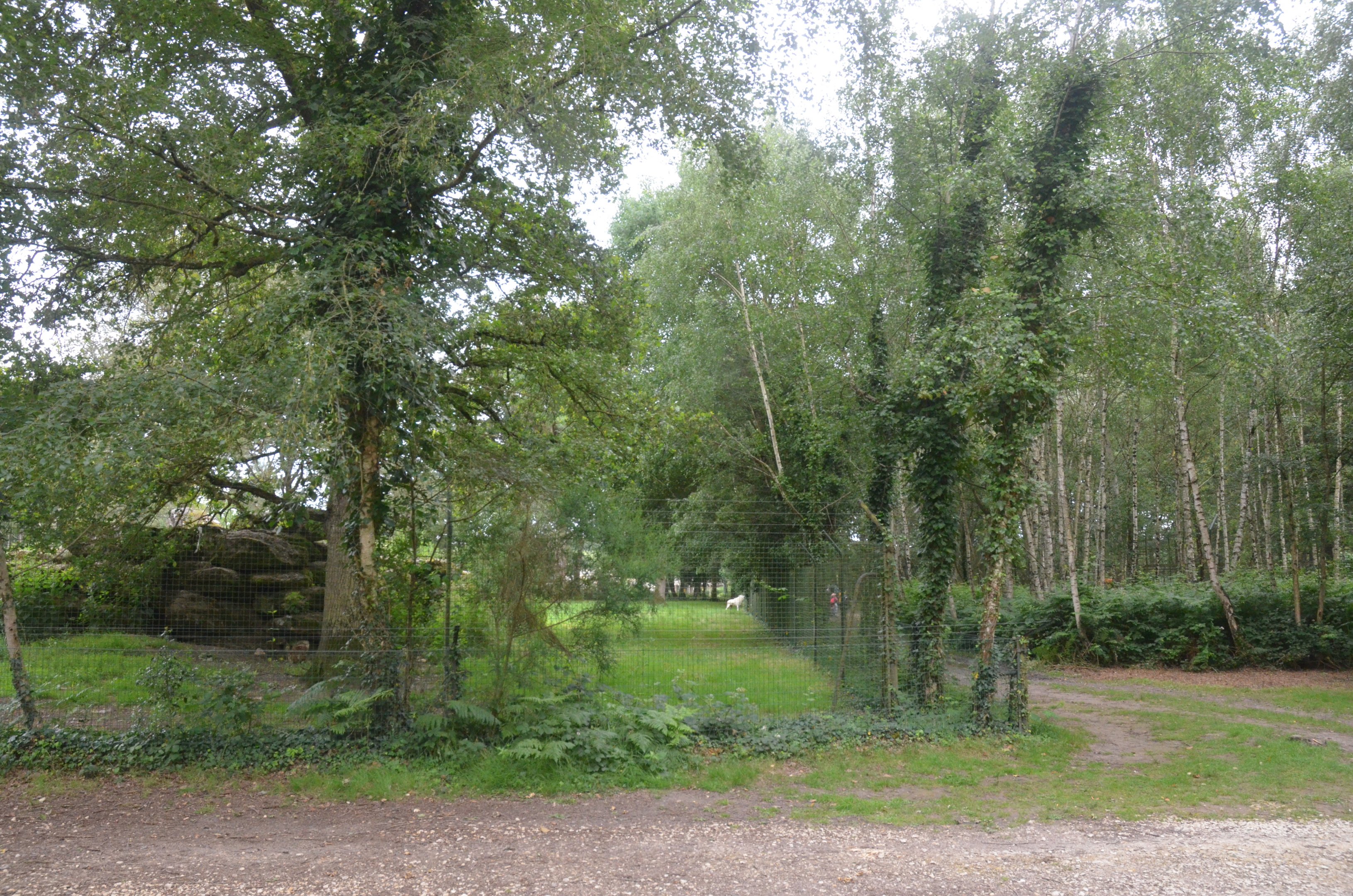 Timber Wolf Enclosure at Haute-Touche, 14/06/18