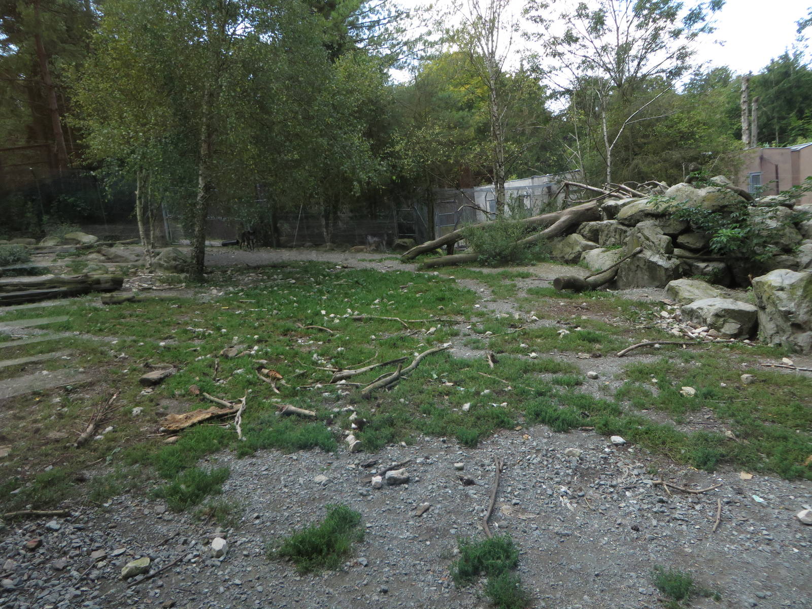 Timber wolf enclosure