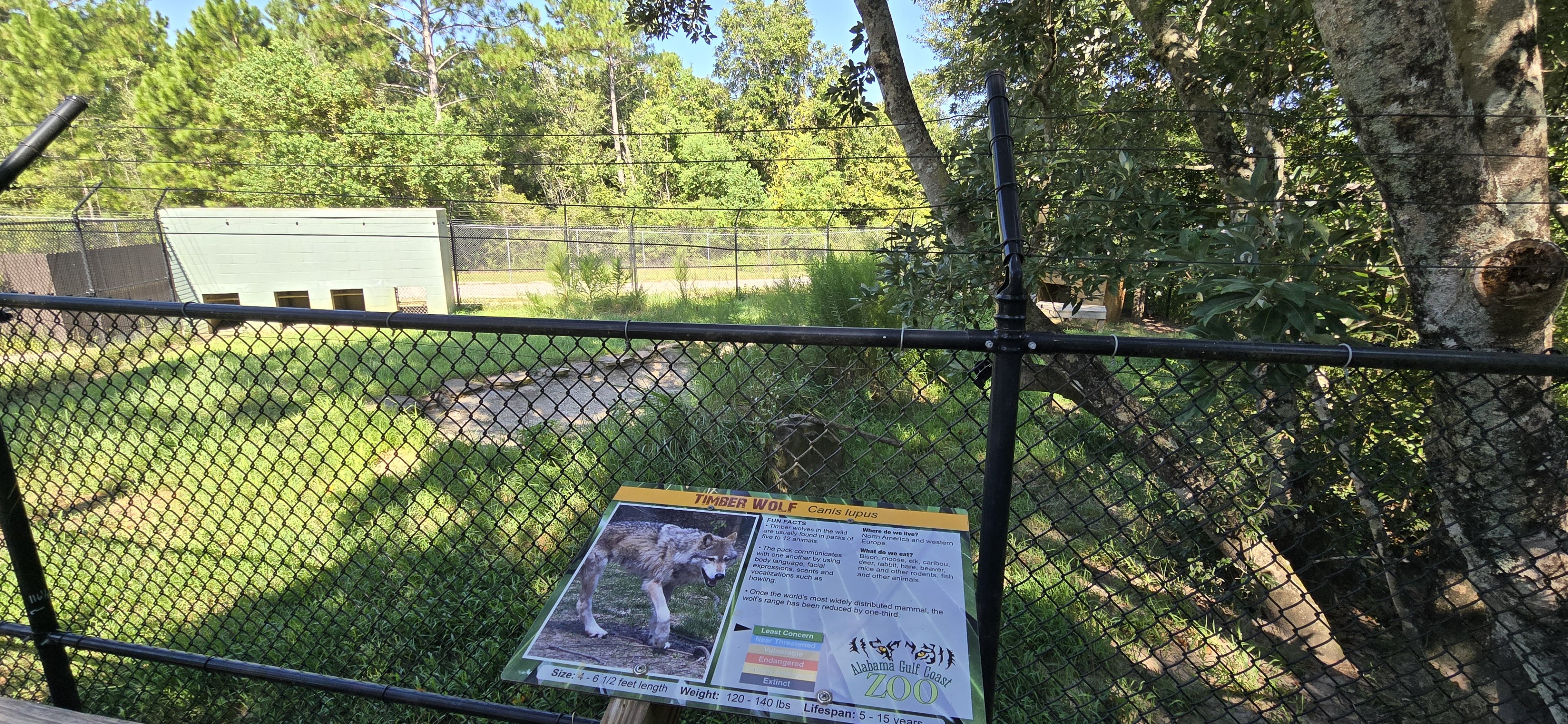 Timber Wolf enclosure
