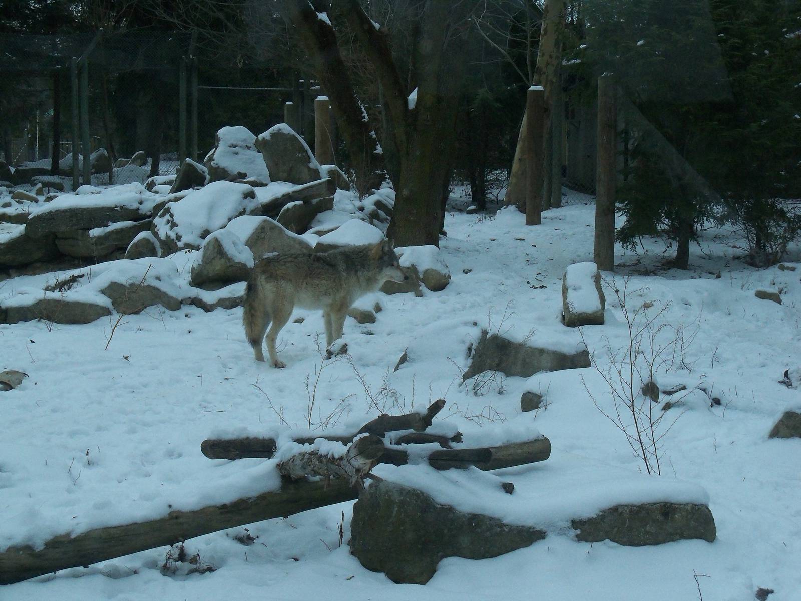 Timber Wolf Exhibit