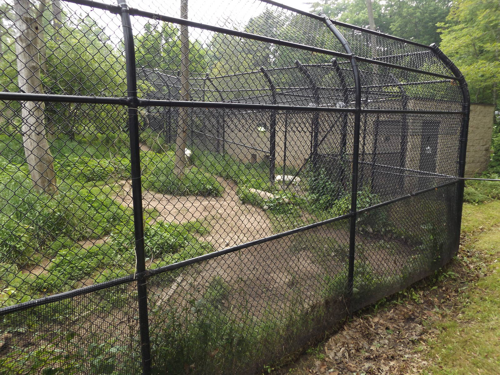 Timber Wolf Exhibit