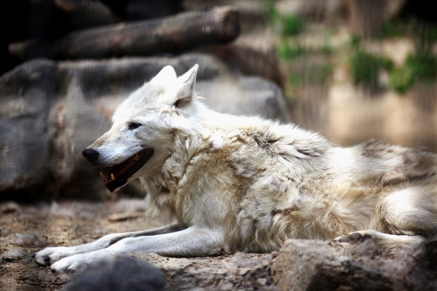 Timber wolf in Seoul zoo