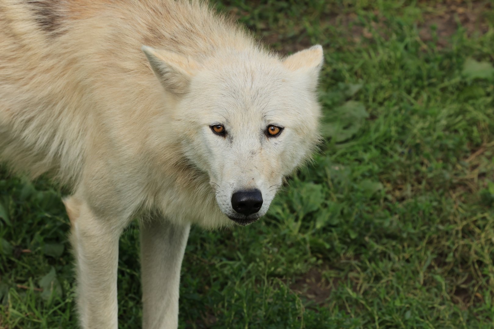 Timber wolf (July 2021)