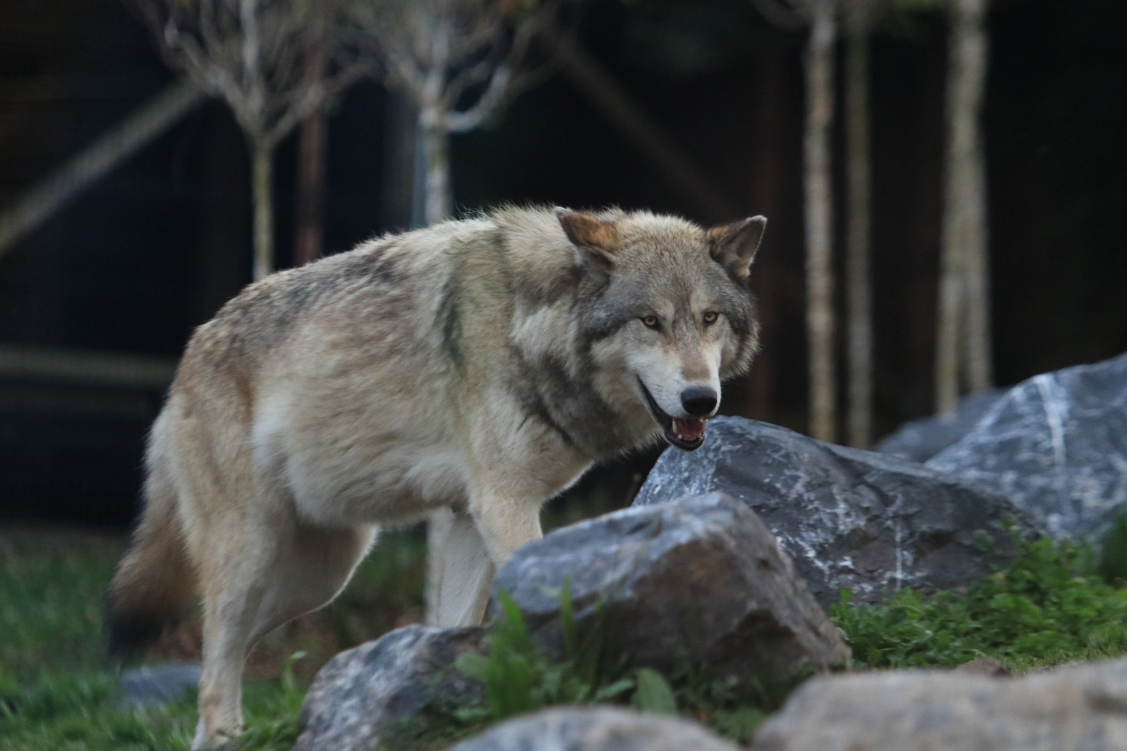 Timber wolf (November 2019)