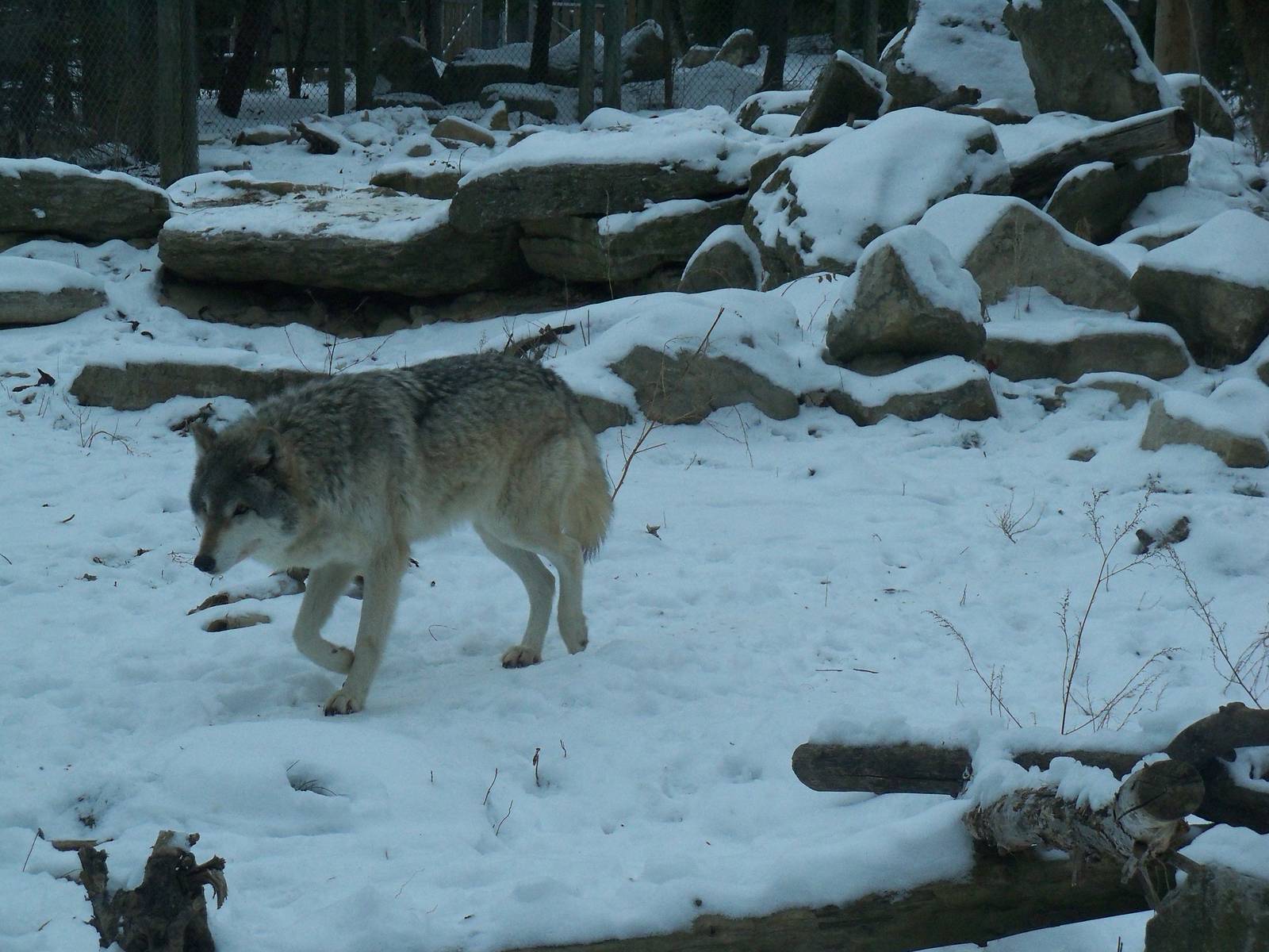 Timber Wolf